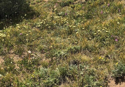 Like Wildflowers
