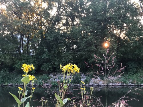 Wildflowers and Beauty
